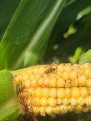 Ceroxys