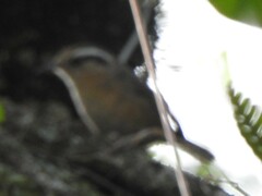 Troglodytes solstitialis