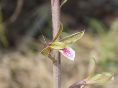 Eulophia graminea