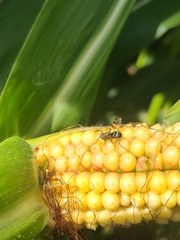 Ceroxys