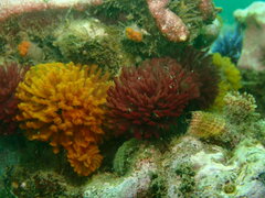 Eudistylia polymorpha