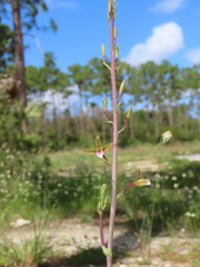 Eulophia graminea