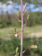 Eulophia graminea