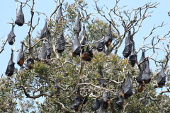 Pteropus poliocephalus