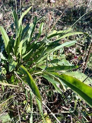 Plantaginaceae