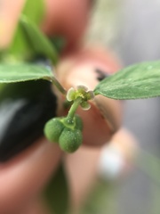Euphorbia graminea