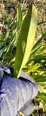 Plantaginaceae