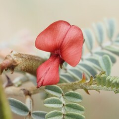 Indigofera leucotricha