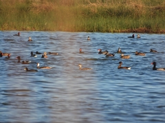 Heteronetta atricapilla