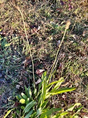 Plantaginaceae