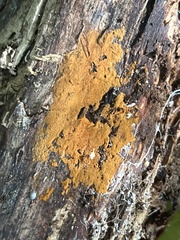 Botryobasidium aureum