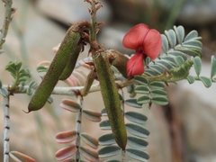 Indigofera leucotricha