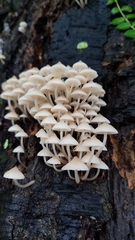 Favolaschia manipularis