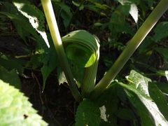 Arisaema ringens
