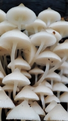 Favolaschia manipularis