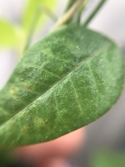 Euphorbia graminea