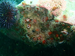 Corynactis californica