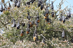 Pteropus poliocephalus