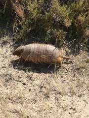 Chaetophractus villosus