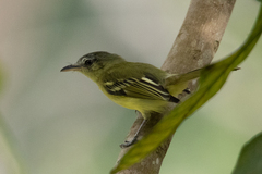 Tolmomyias