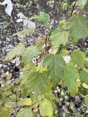 Acer tataricum
