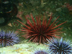 Mesocentrotus franciscanus