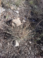 Bouteloua trifida
