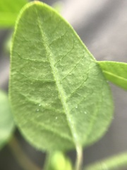 Euphorbia graminea