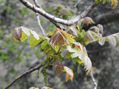 Image of Juglans australis by (c) Leonel Roget, some rights reserved (CC BY)