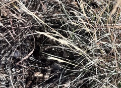 Bouteloua trifida