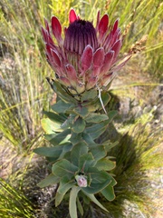 Protea eximia