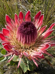 Protea eximia