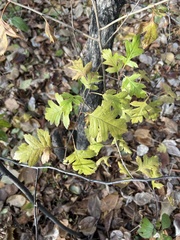Crataegus pinnatifida