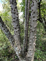 Ceiba