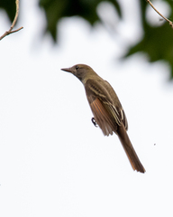 Myiarchus