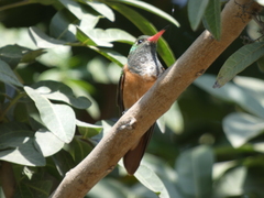 Amazilis amazilia