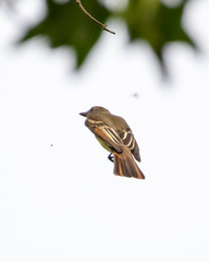 Myiarchus