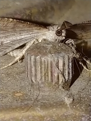 Neoalcis californiaria