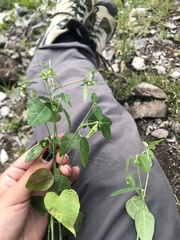 Euphorbia graminea