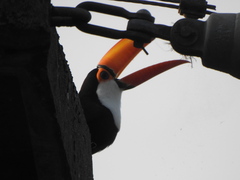 Ramphastos toco
