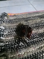 Sayamia bangkokensis