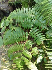Diplazium viridissimum