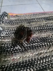 Sayamia bangkokensis