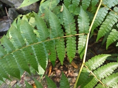 Diplazium viridissimum