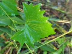 Zehneria cunninghamii