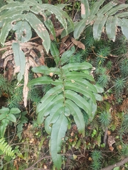 Blechnum wattsii