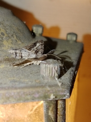 Neoalcis californiaria