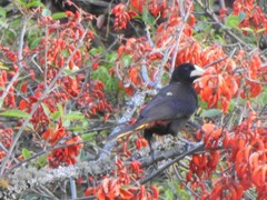 Psarocolius decumanus