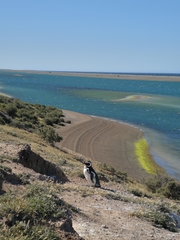 Spheniscus magellanicus