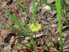 Physalis angustifolia
